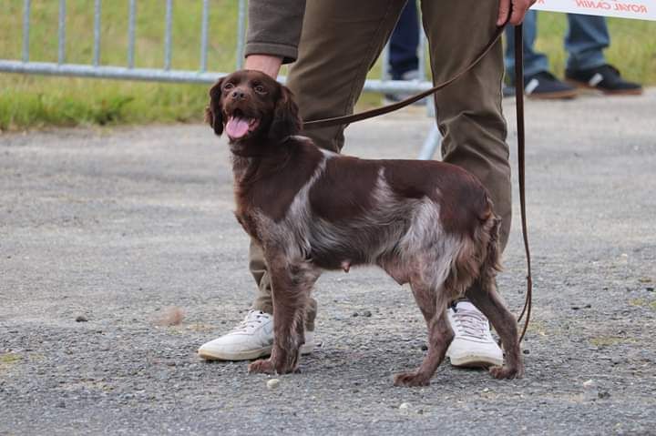 Lhermine du Pied du Mont