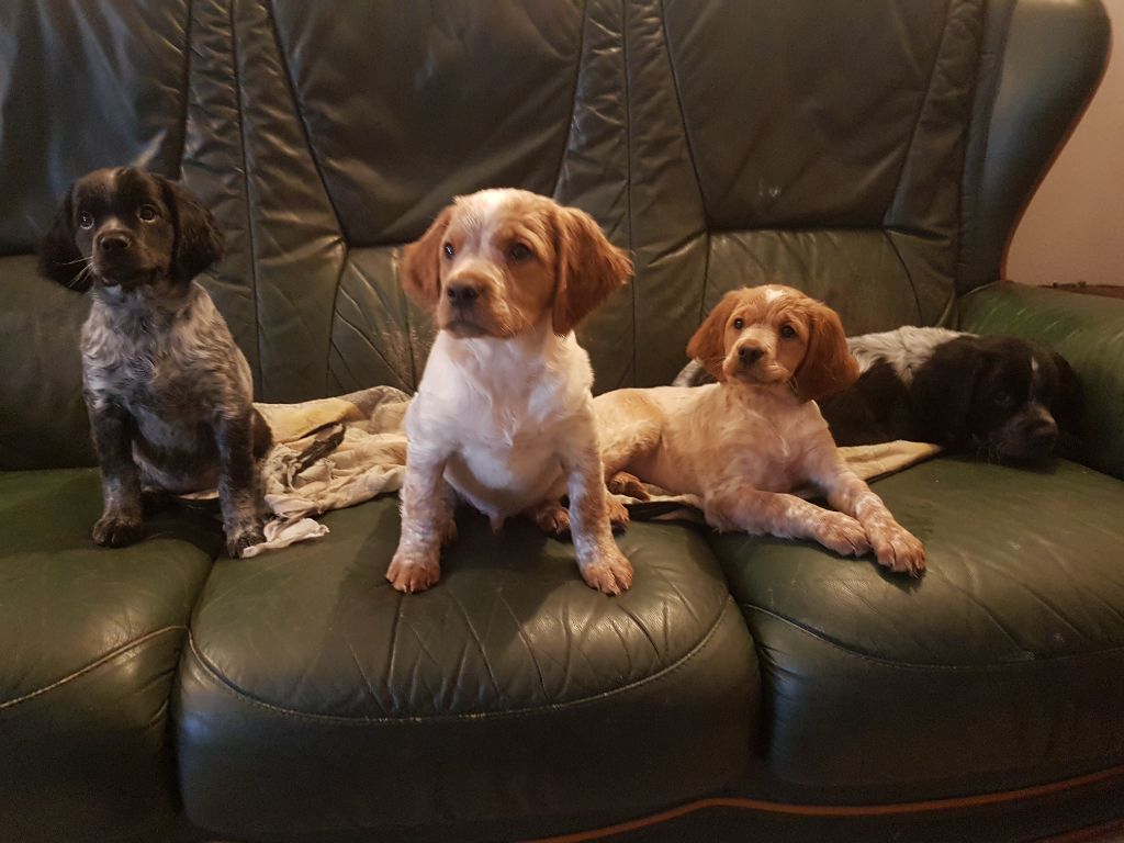 chiot Epagneul Breton Des Mordorées Aux Gentianes